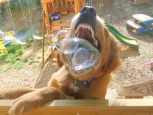 bubble Dog