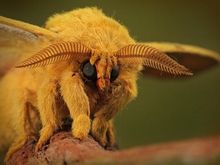 moth