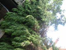 tree2.jpg