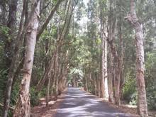 road To alexandra falls