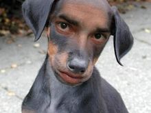 man faced dog.jpg