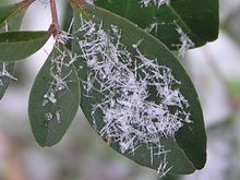 snowleaves2.jpg