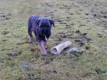bone.jpg