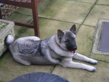 Holly 1