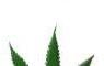 420.jpg