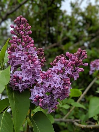 5-6-2019.  Lilac bush.