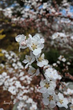 You can also get really close to flowers too. Flower in focus and a nice blurred background.