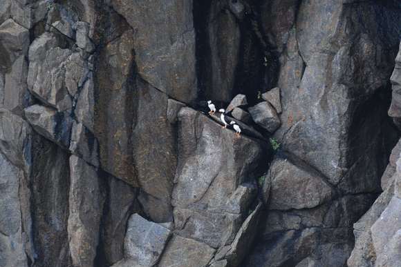 Puffins