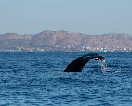 Duh, a whale