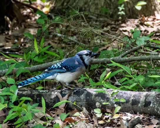 Bluejay/bird? flying around Jamestown