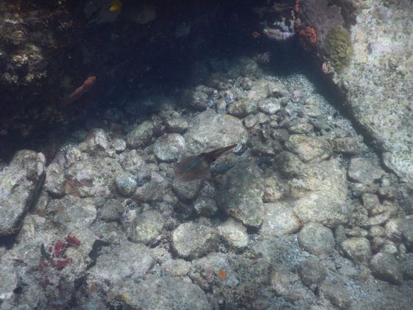 Squid