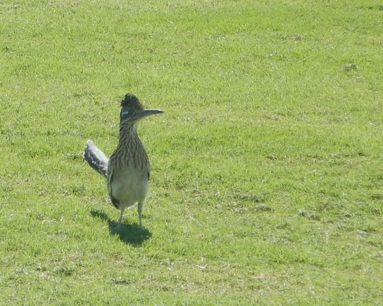 A Roadrunner.  Watch out for that Acme dynamite box up ahead!