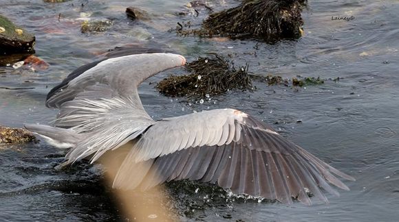Wings up, head down, gone fishing....?