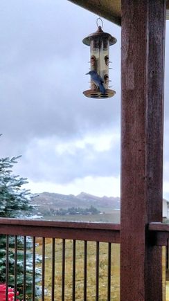10-10-2018.  Woodhouse's scrub jay, I believe.