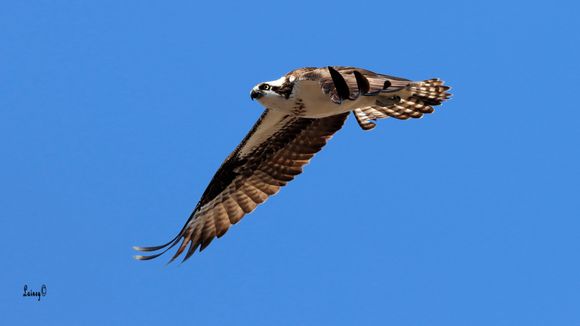 Loved the wings feathers on this one