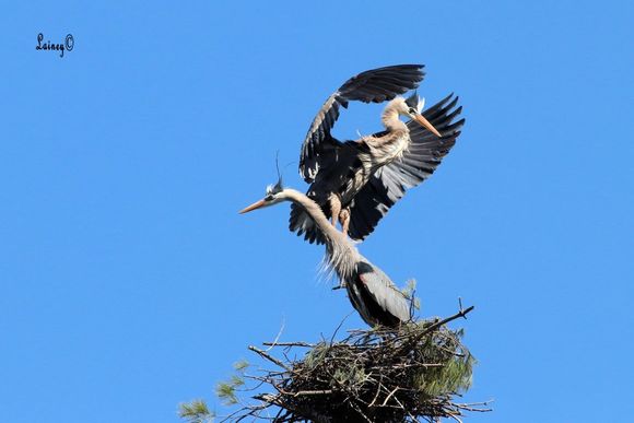Courtship