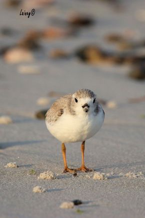 Semi palmated plover (I think) Sand on his nose/bill. Notice his bill is not orange and there is no black ring around his neck or marking on his head.