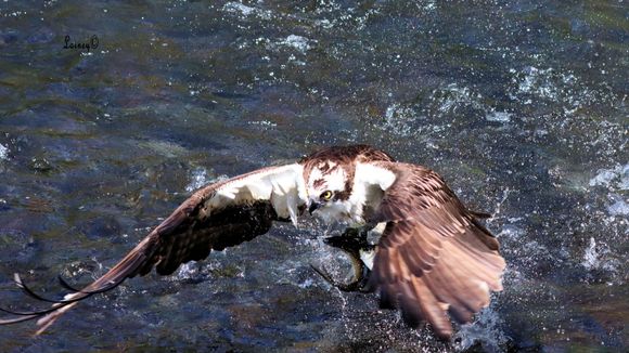 Flew right by me with a very determined look in his eye!