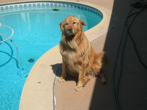dog1.jpg