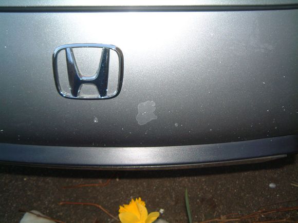 bumper.jpg