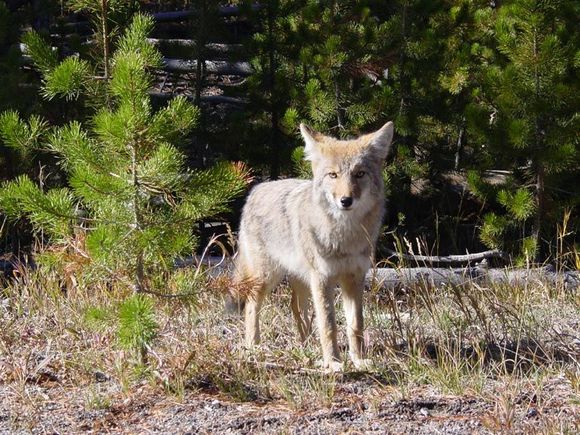 Fox-Yellowstone.JPG