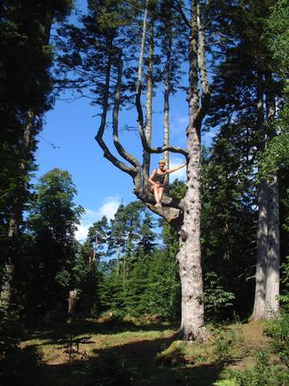 Arran II - Penny up the tree.