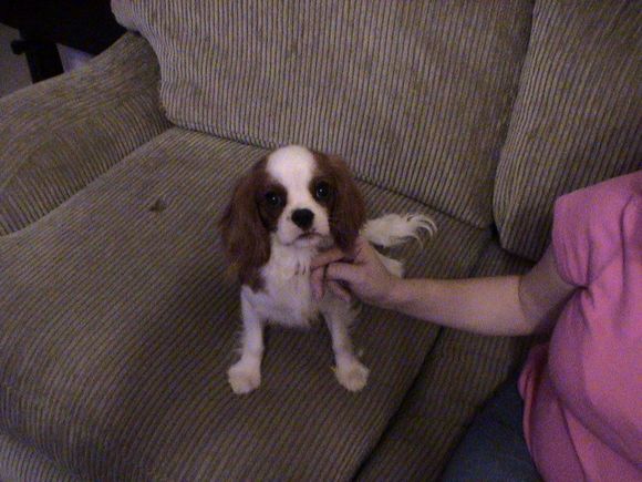 Puppy