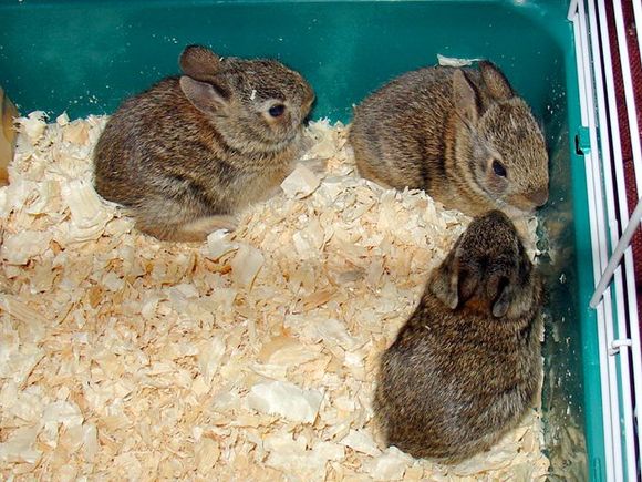 Bunnies-2.jpg