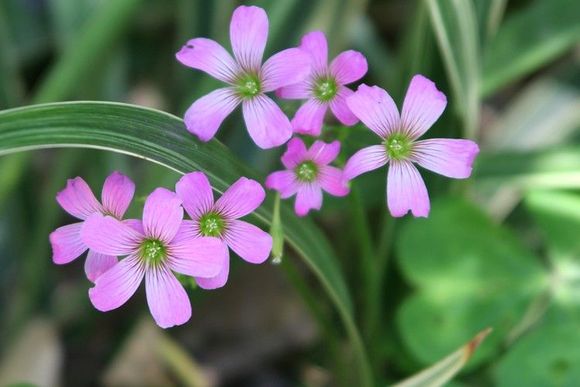 pink_flowers.jpg