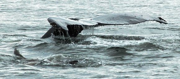 juneau_whale1.jpg