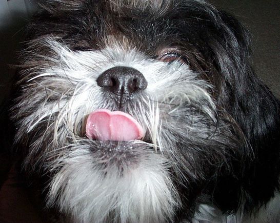 shih-tzu.jpg