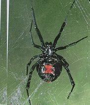 Black Widow4.jpg