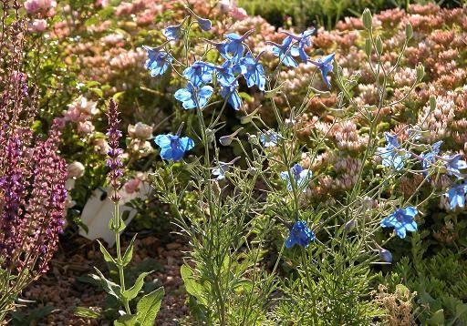 050720, CO Nancy's flowers.JPG