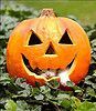 pumpkin2