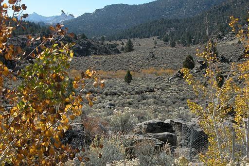 051023 aspens, view 4228.JPG