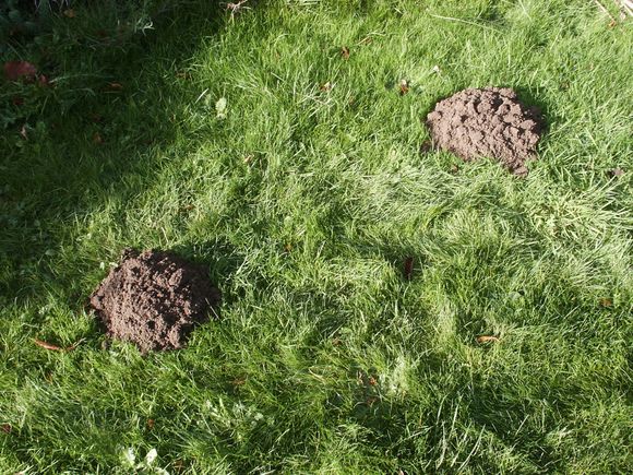Moles 2