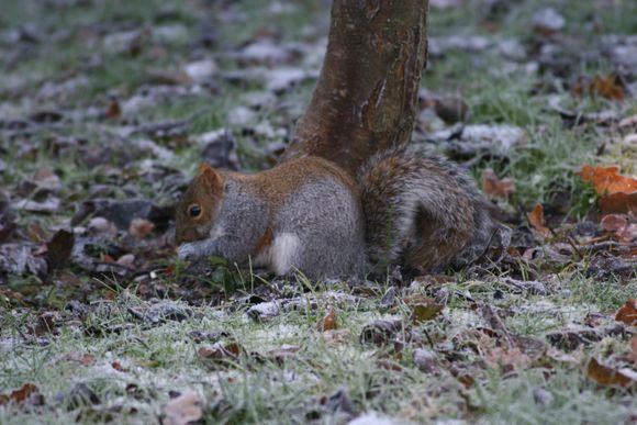 Ashridge 019.jpg