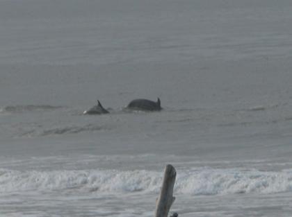 051125 Two dolphins 4358.JPG