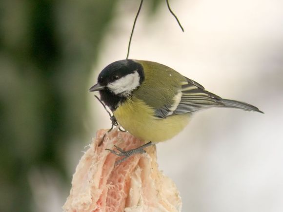 CRW_1342a.jpg