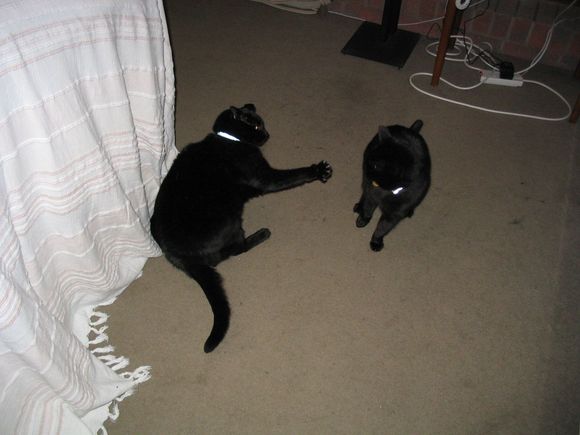 cats caption 1