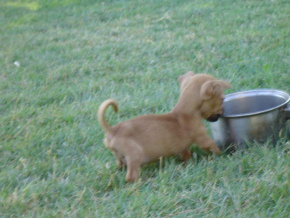 Floppy &amp; Cinnamon 031.jpg