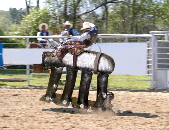 rodeo1.jpg