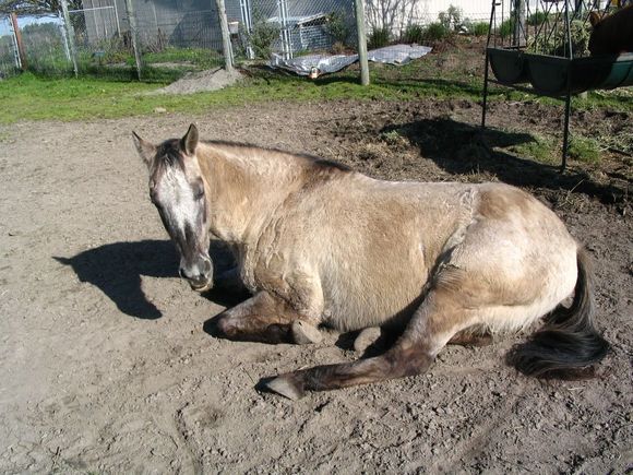 lazy horse