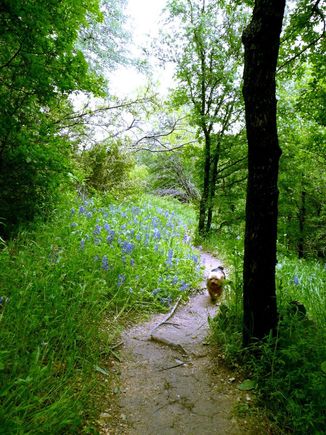 Bluebonnets 2007-4