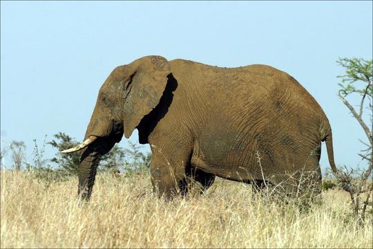 elephant-side.jpg