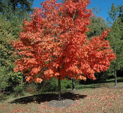 DSC_6040 071021 red tree Dulles.JPG