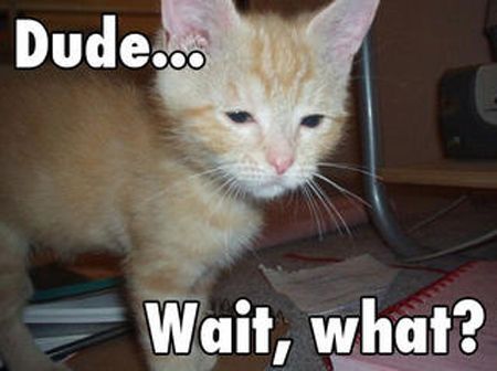 wait cat.jpg