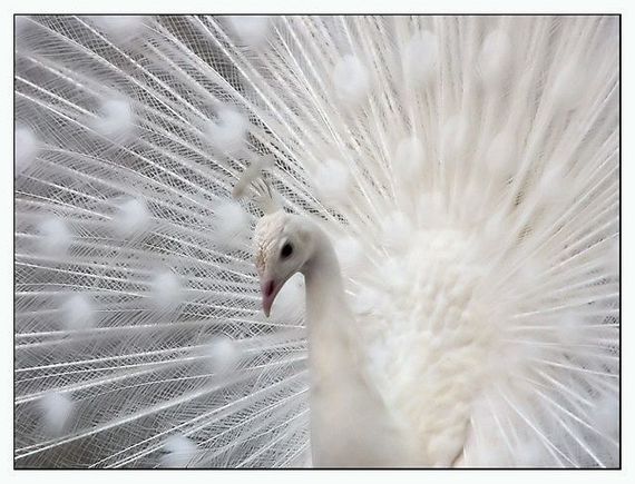 Albino peacock 2.jpg