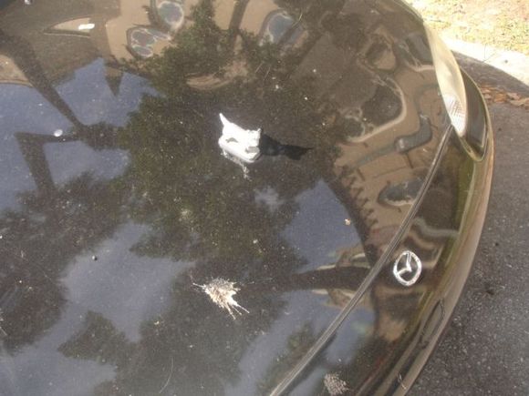 Savannah S2000 Trip 037.JPG