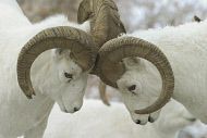rams.jpg